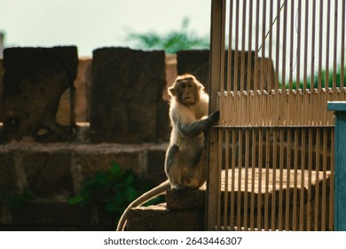 100 Continue monkey