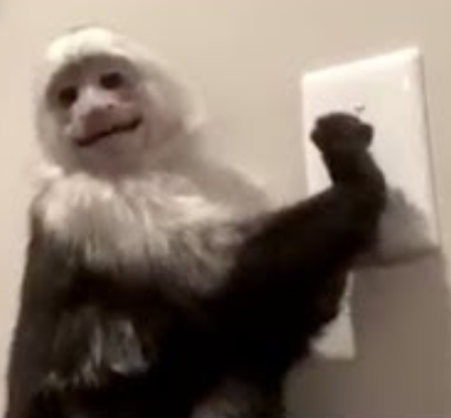 101 Switching Protocols monkey