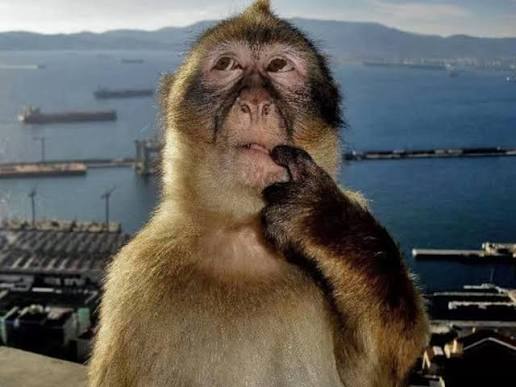 102 Processing monkey