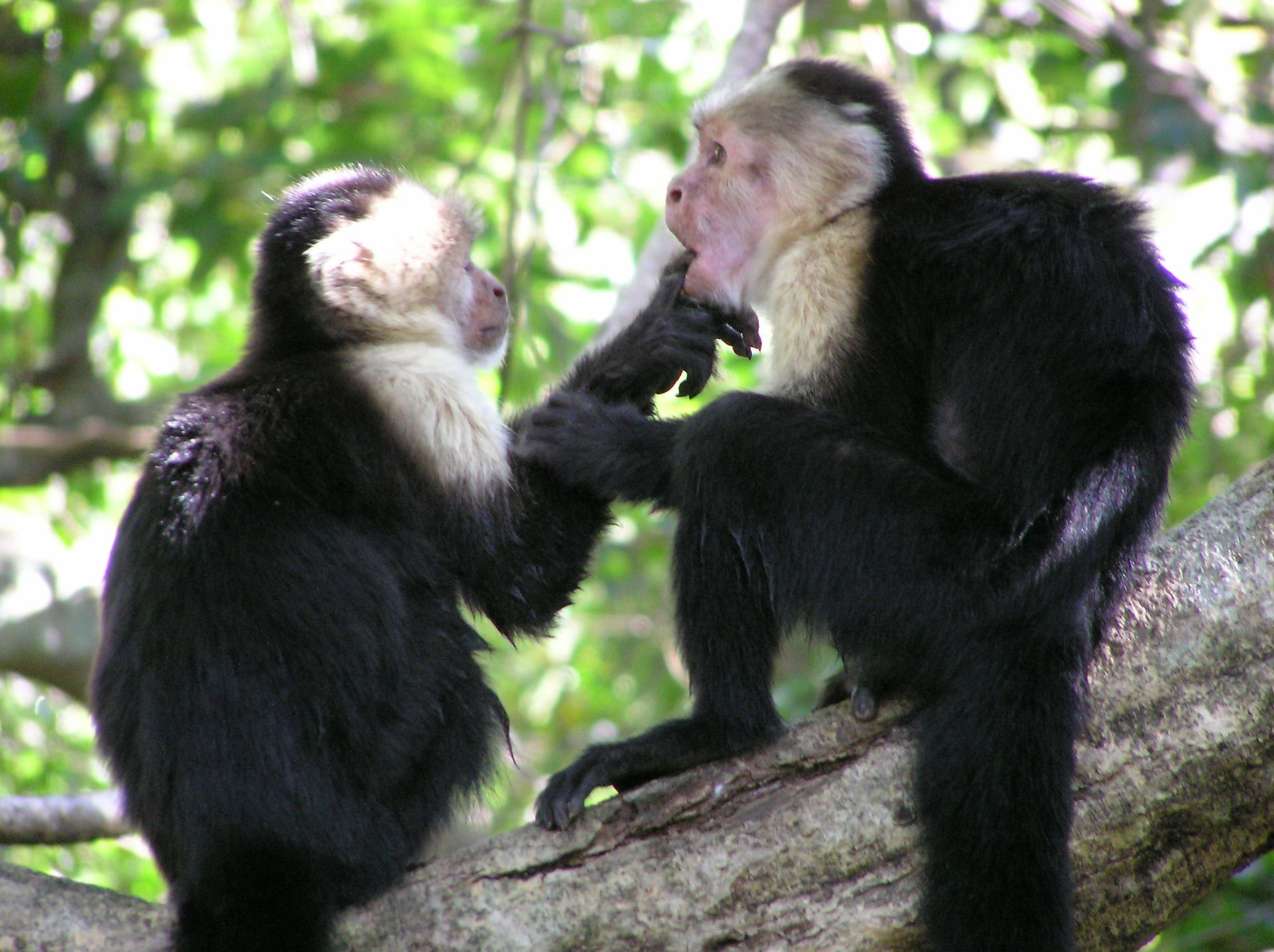 103 Early Hints monkey