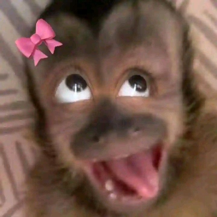 200 OK monkey
