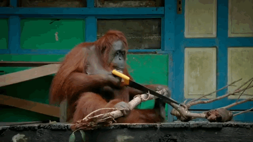 201 Created monkey