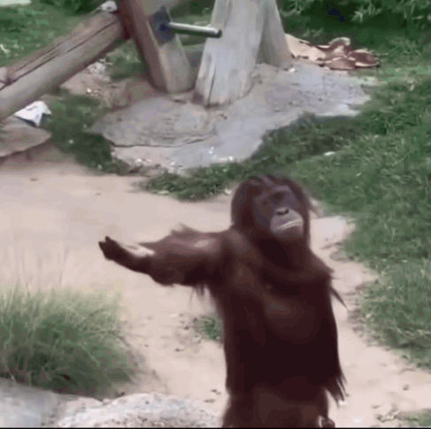 204 No Content monkey