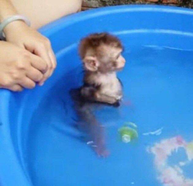 206 Partial Content monkey