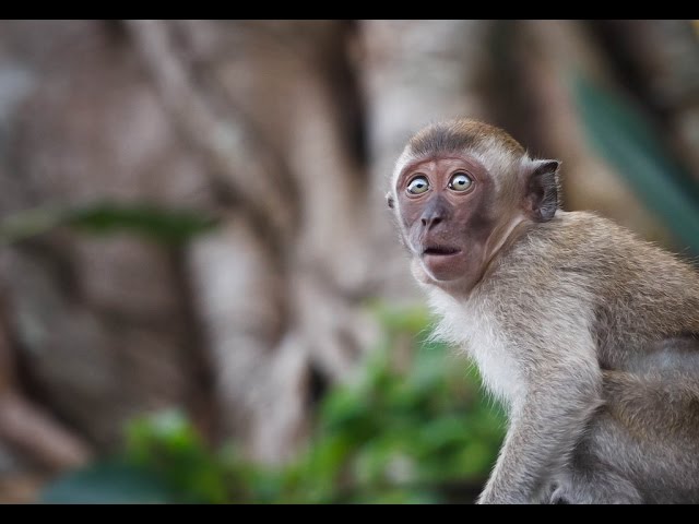 226 IM Used monkey