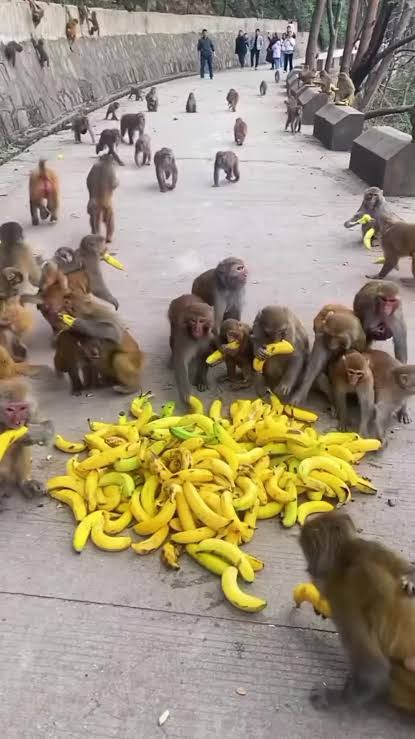 300 Multiple Choices monkey