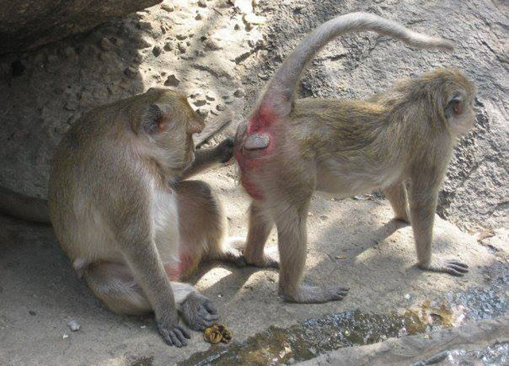 302 Found monkey