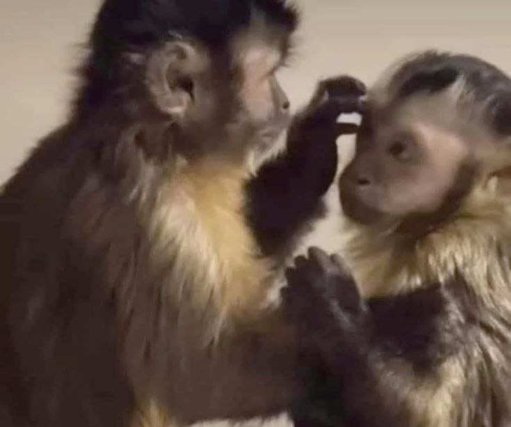 303 See Other monkey