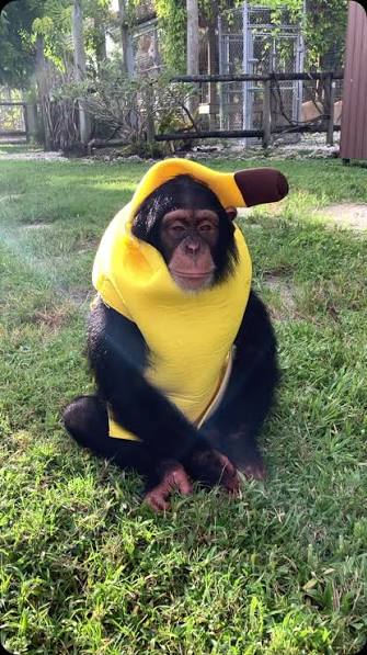 305 Use Proxy monkey