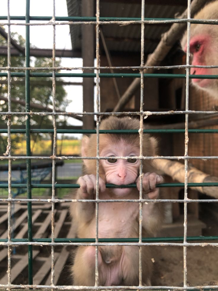 401 Unauthorized monkey