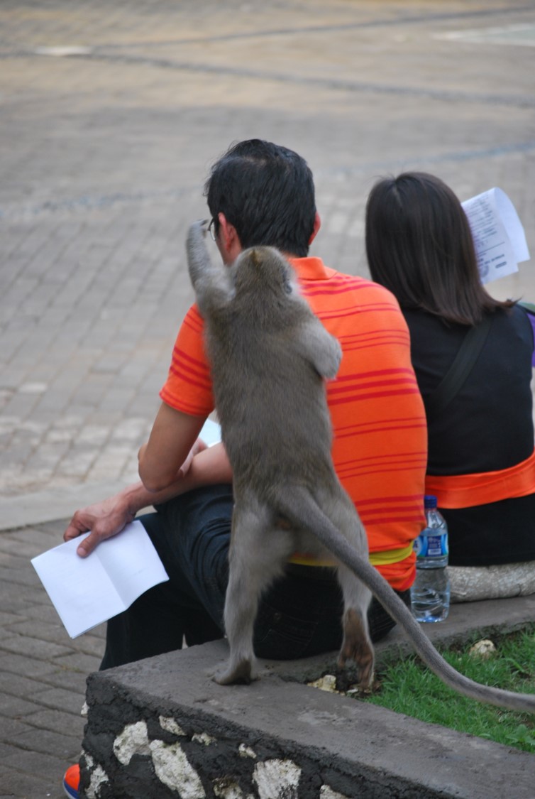 403 Forbidden monkey
