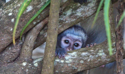 404 Not Found monkey