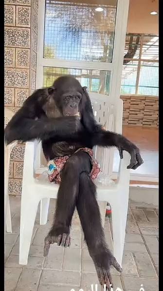 408 Request Timeout monkey