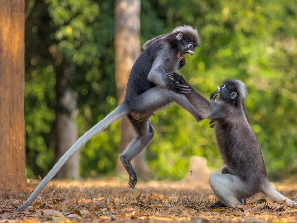 409 Conflict monkey