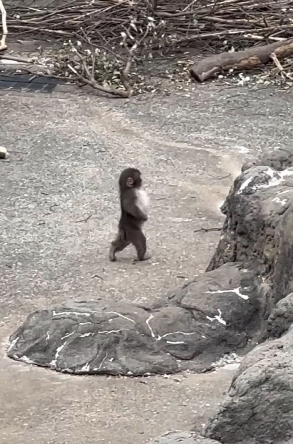 410 Gone monkey