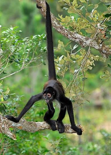 411 Length Required monkey