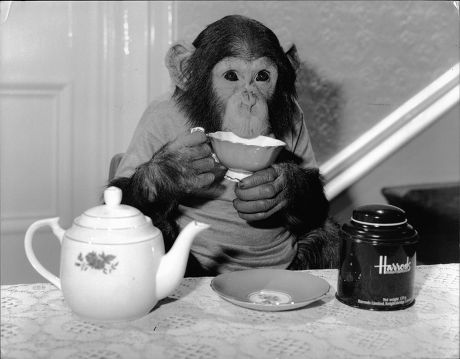 418 I'm a Teapot monkey