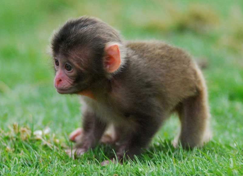 425 Too Early monkey