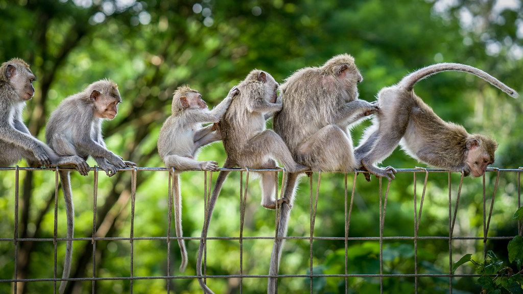 429 Too Many Requests monkey