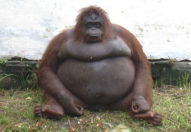 431 Request Header Fields Too Large monkey