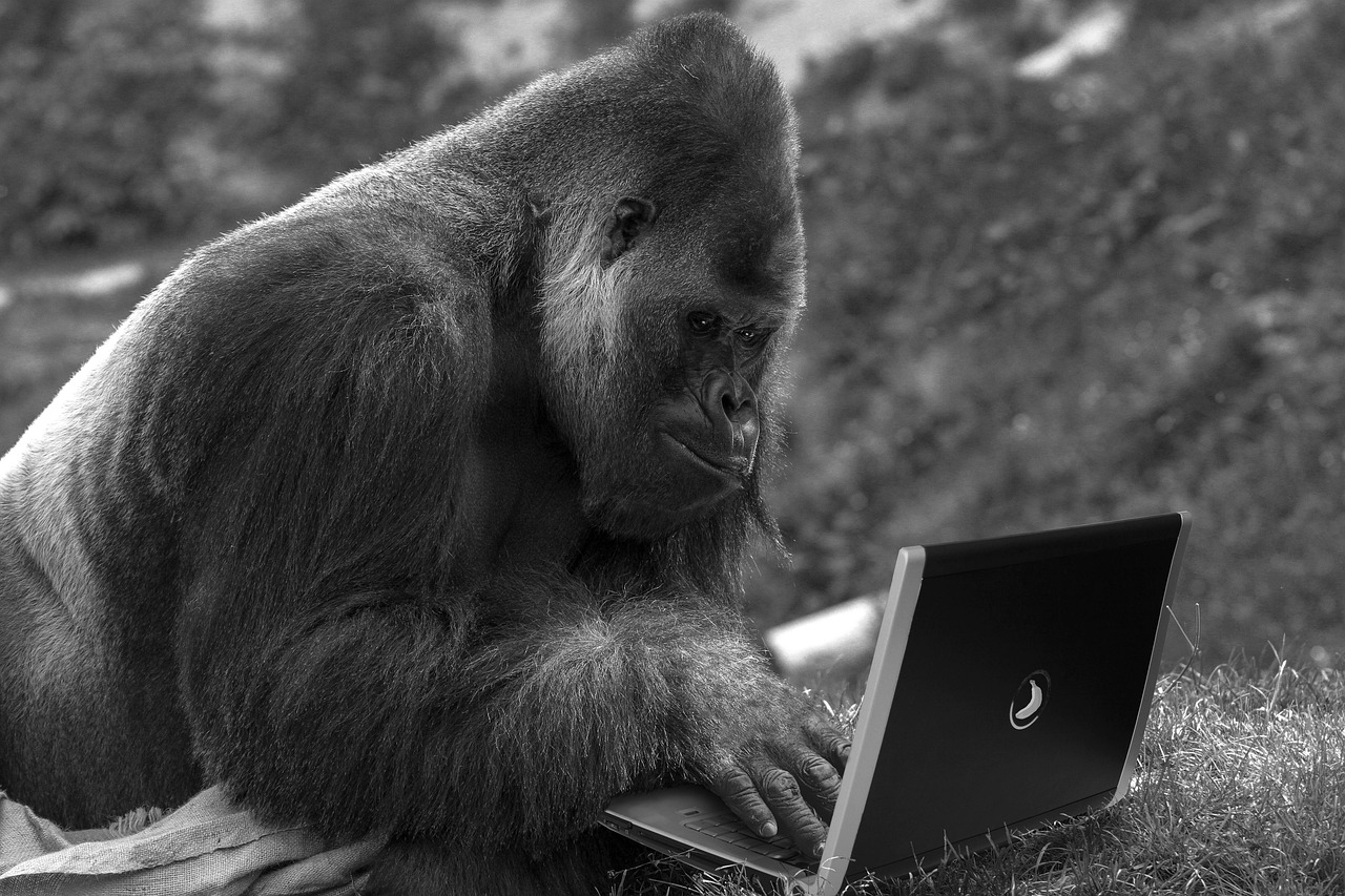 500 Internal Server Error monkey