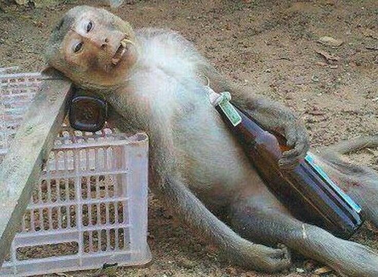 503 Service Unavailable monkey