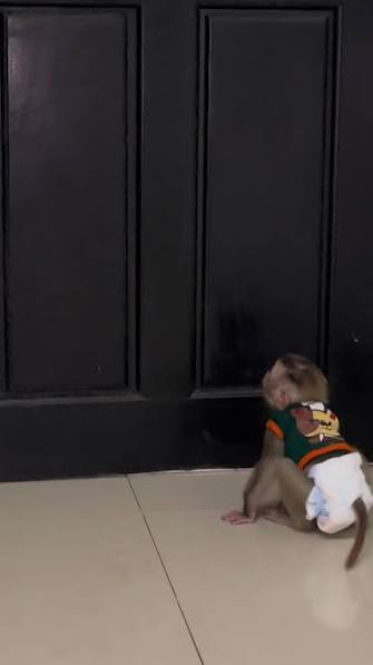 504 Gateway Timeout monkey