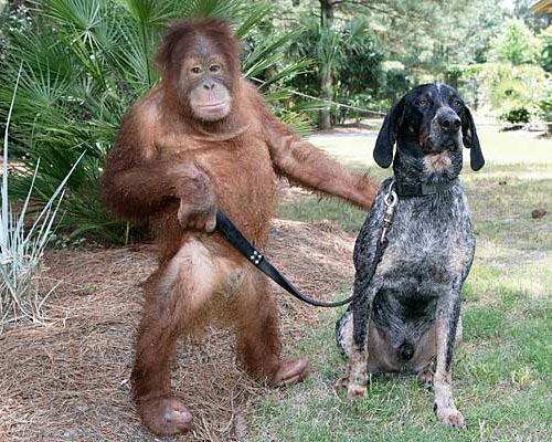 506 Variant Also Negotiates monkey